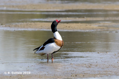 Bergeend - Common Shelduck - Tadorna tadorna