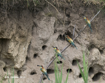 Bijeneter - European Bee-eater - Merops apiaster