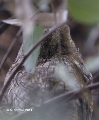 Dwergooruil - European Scops Owl - Otus scops