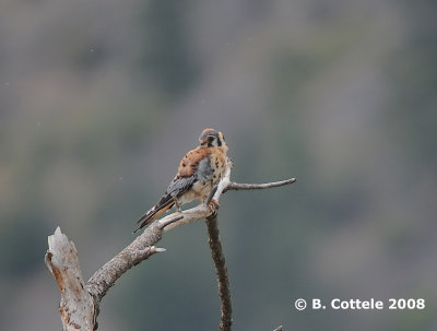 Amerikaanse Torenvalk - American Kestrel - Falco sparverius