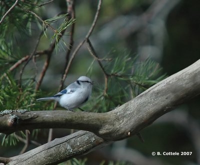 Azuurmees - Azure Tit - Parus cyanus