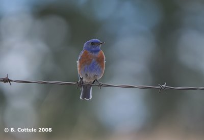 Blauwkeelsialia - Western Bluebird