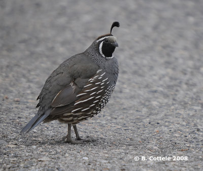 Californische Kuifkwartel - California Quail