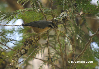 Canadese Boomklever - Red-breasted Nuthatch - Sitta canadensis