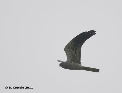 Grauwe Kiekendief - Montagu's Harrier - Circus pygargus