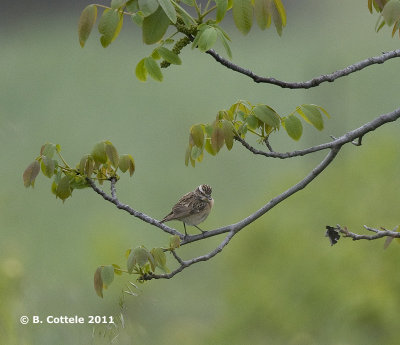 Paapje - Whinchat - Saxicola rubetra