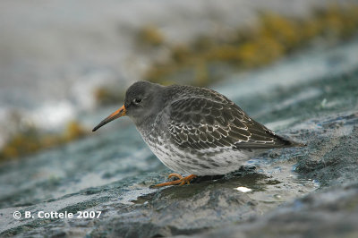 Paarse Strandloper - Purple Sandpiper - Calidris maritima