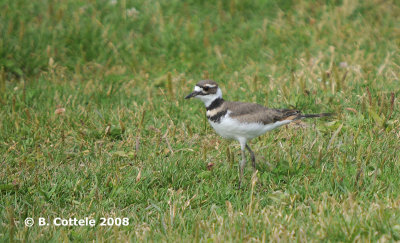 Killdeerplevier - Killdeer - Charadrius vociferus