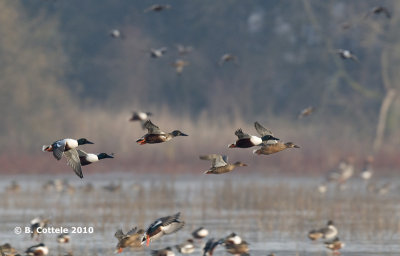 Slobeend - Northern Shoveler - Anas clypeata