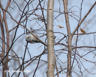 Witkopstaartmees - Long-tailed Tit