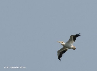Witte Pelikaan - American White Pelican - Pelecanus erythrorhynchos