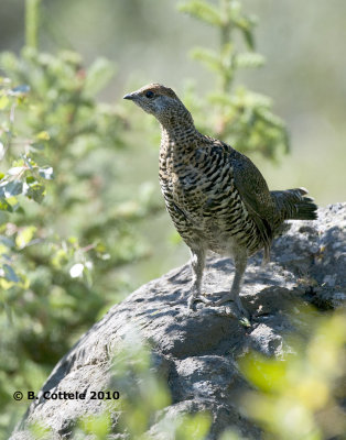 Bossneeuwhoen - Spruce Grouse - Falcipennis canadensis