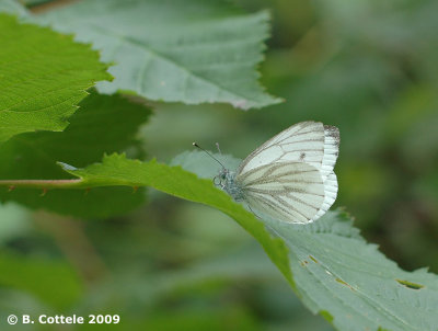 Klein Geaderd Witje - Green-veined White - Pieris napi