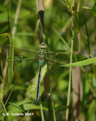 Grote Keizerlibel - Emperor Dragonfly - Anax imperator