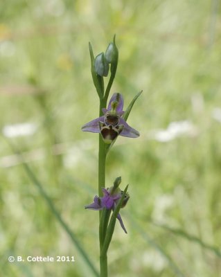 Hommelorchis - Late Spider-orchid - Ophrys holoserica 