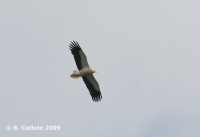 Aasgier - Egyptian Vulture - Neophron percnopterus