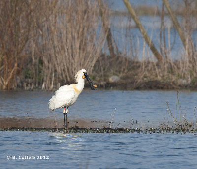 Lepelaar - Eurasian Spoonbill - Platalea leucorodia