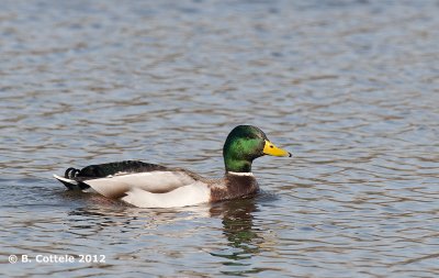 Wilde Eend - Mallard - Anas platyrhynchos