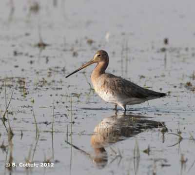 Grutto - Black-tailed Godwit - Limosa limosa