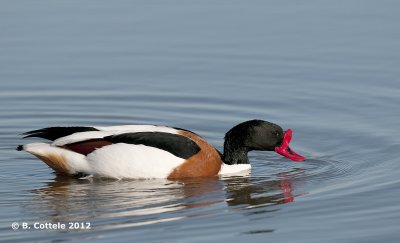 Bergeend - Common Shelduck