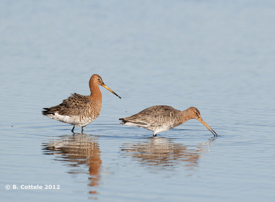 Grutto - Black-tailed Godwit - Limosa limosa