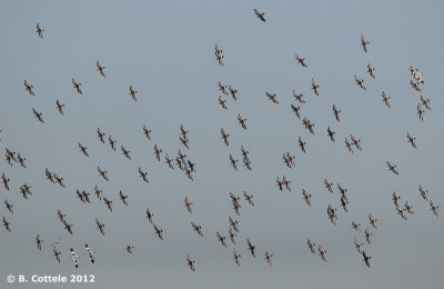 Grutto - Black-tailed Godwit - Limosa limosa