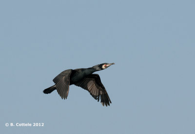Aalscholver - Great Cormorant - Phalacrocorax carbo
