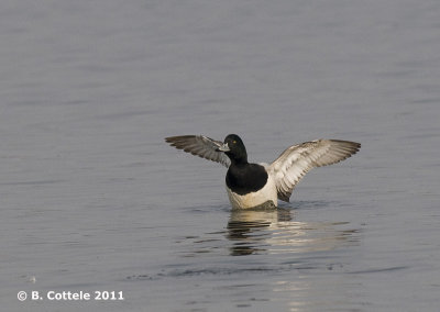 Topper - Greater Scaup - Aythya marila