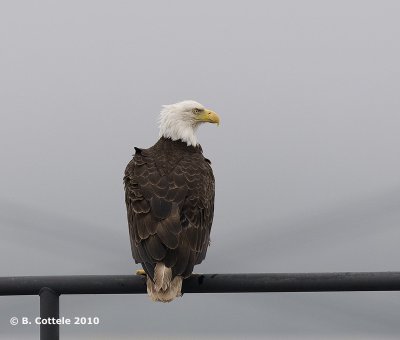 Amerikaanse Zeearend - Bald Eagle - Haliaeetus leucocephalus