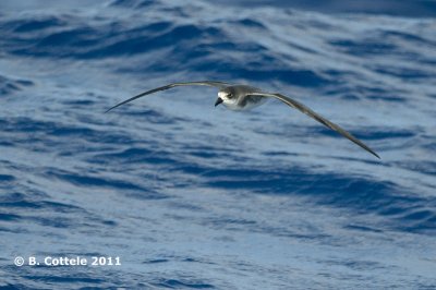 Kaapverdische Stormvogel - Fea's Petrel - Pterodroma feae