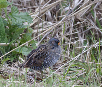 Porseleinhoen - Spotted Crake - Porzana porzana