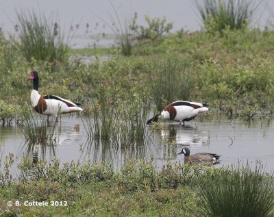 Blauwvleugeltaling - Blue-winged Teal - Anas discors