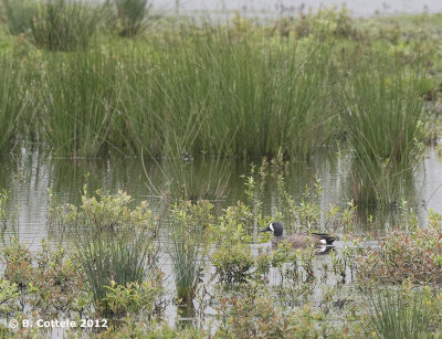 Blauwvleugeltaling - Blue-winged Teal - Anas discors