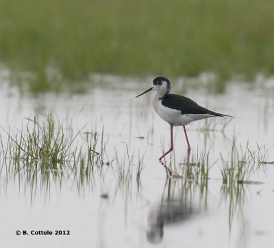 Steltkluut - Black-winged Stilt - Himantopus himantopus