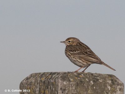 Graspieper - Meadow Pipit - Anthus pratensis