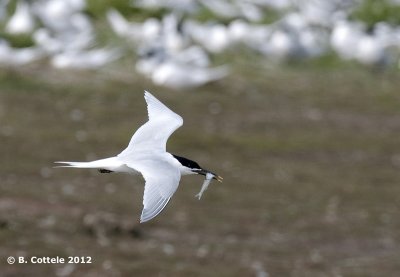 Grote Stern - Sandwich Tern - Sterna sandvicensis