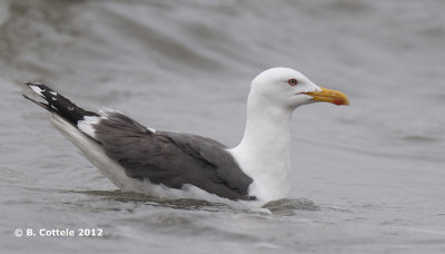 Kleine Mantelmeeuw - Lesser Black-backed Gull - Larus graellsii