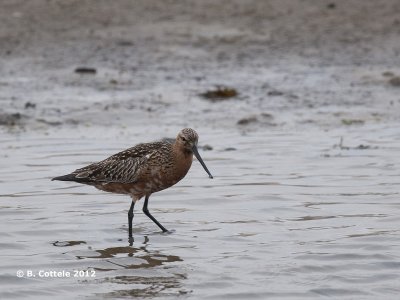 Rosse Grutto - Bar-tailed Godwit - Limosa lapponica