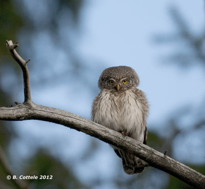 Dwerguil - Eurasian Pygmy Owl