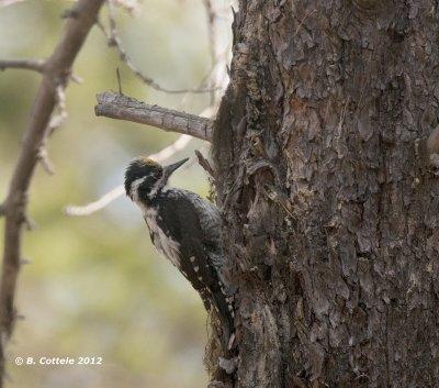Drieteenspecht - Three-toed Woodpecker - Picoides tridactylus