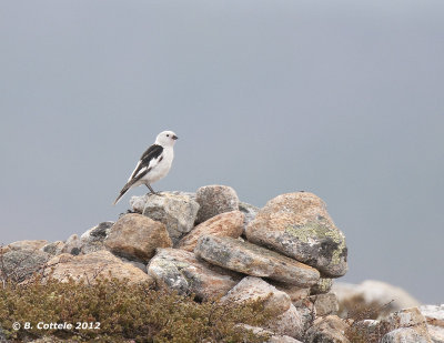 Sneeuwgors - Snow Bunting - Plectrophenax nivalis