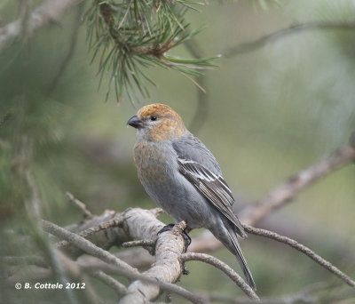 Haakbek - Pine Grosbeak - Pinicola enucleator