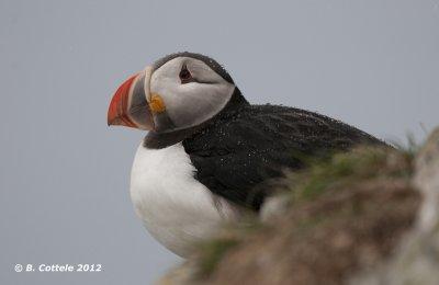 Papegaaiduiker - Atlantic Puffin - Fratercula arctica