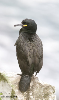 Kuifaalscholver - European Shag - Stictocarbo aristotelis