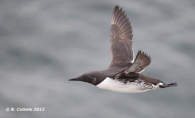 Zeekoet - Guillemot - Uria aalge