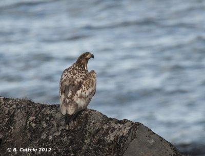 Zeearend - White-tailed Eagle - Haliaeetus albicilla