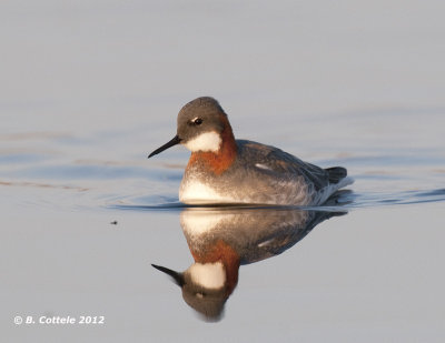 Grauwe Franjepoot - Red-necked Phalarope - Phalaropus lobatus