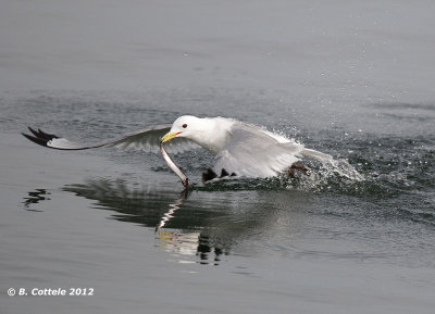 Drieteenmeeuw - Black-legged Kittiwake - Rissa tridactyla