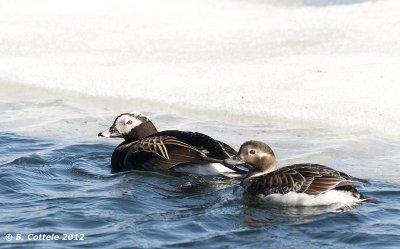 IJseend - Long-tailed Duck - Clangula hyemalis