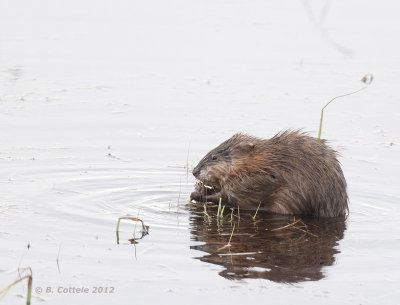 Muskusrat - Muskrat - Ondatra zibethicus